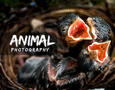 Blog Thumbnail